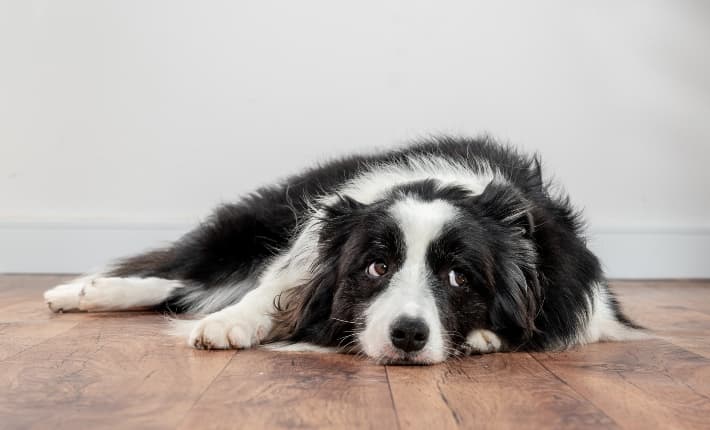 Dog laying down on wood floor looking to the side