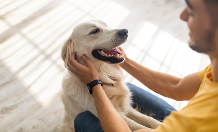 Happy dog being pet by owner