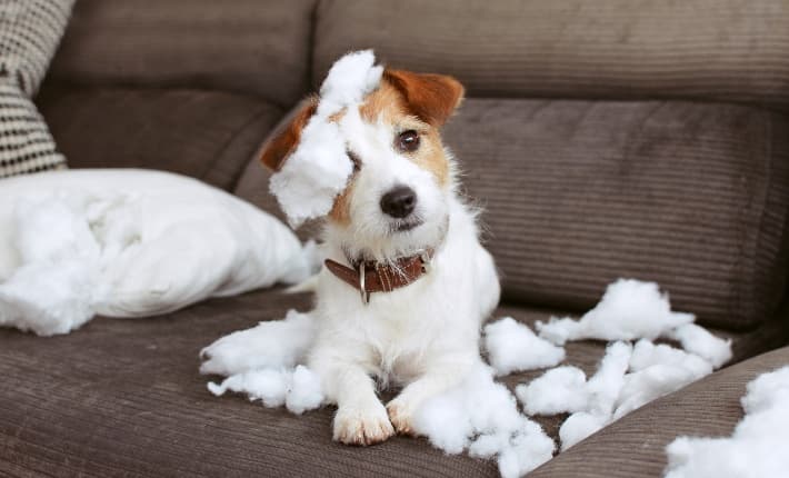 Guilty dog on ripped couch and stuffing