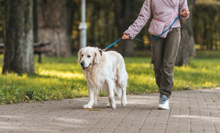 Leashed dog going on a walk with owner