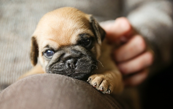 person petting pug puppy