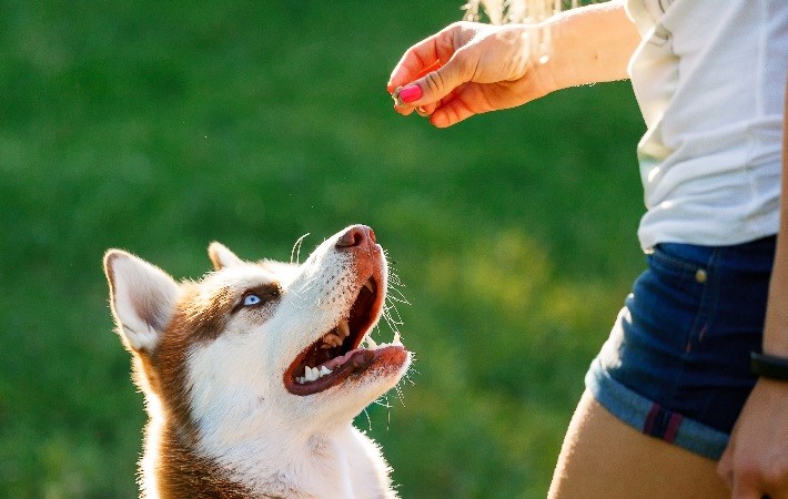 woman giving dog treat outside
