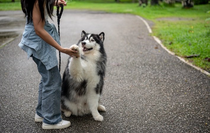 dog giving woman high five on trail