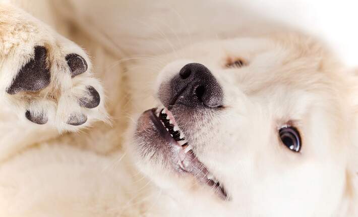 puppy-teeth