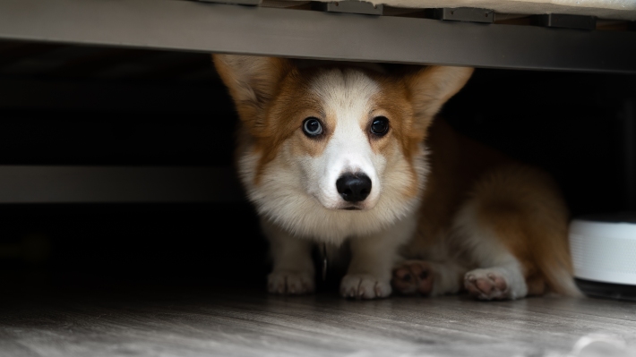 scared dog hiding under bed