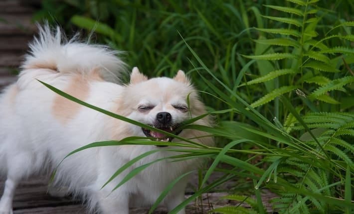 Chihuahua eating grass