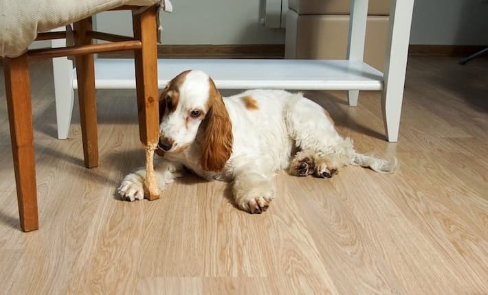 Dog chewing wood furniture leg