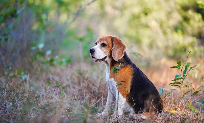 beagle sitting in the woods