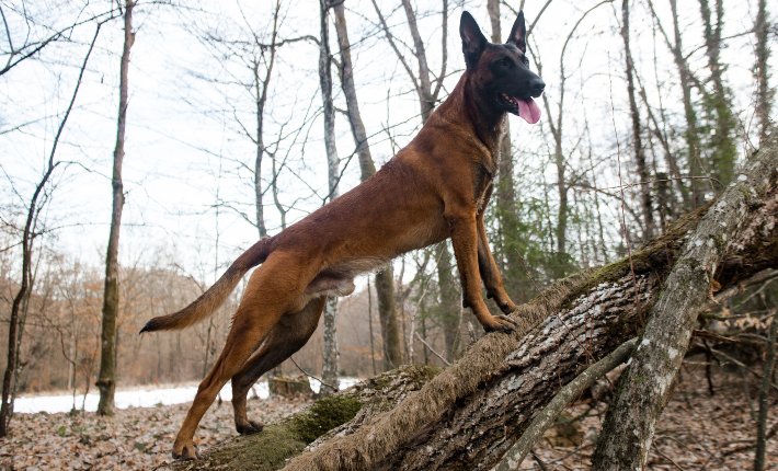 belgian malinois in woods