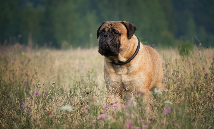 bullmastiff in field