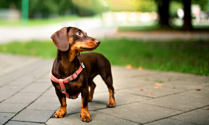 dachshund sitting outside