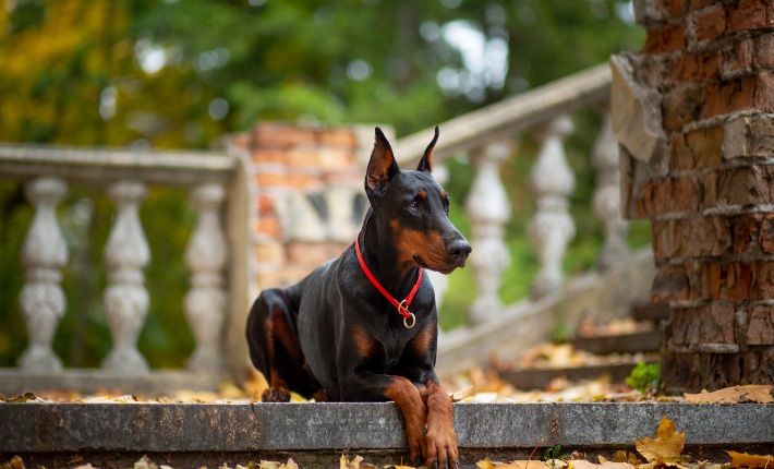 doberman pinscher on step