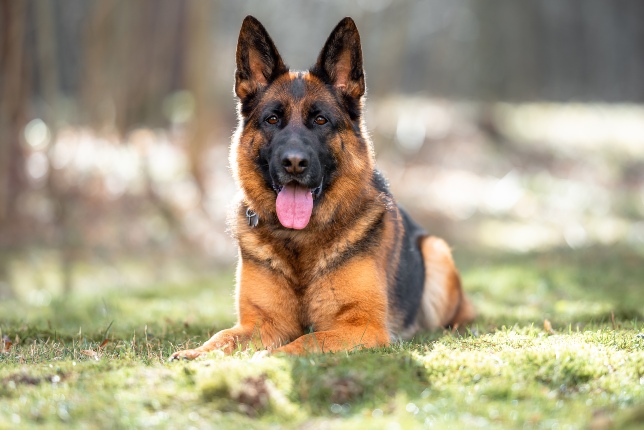 german shepherd sitting in grass
