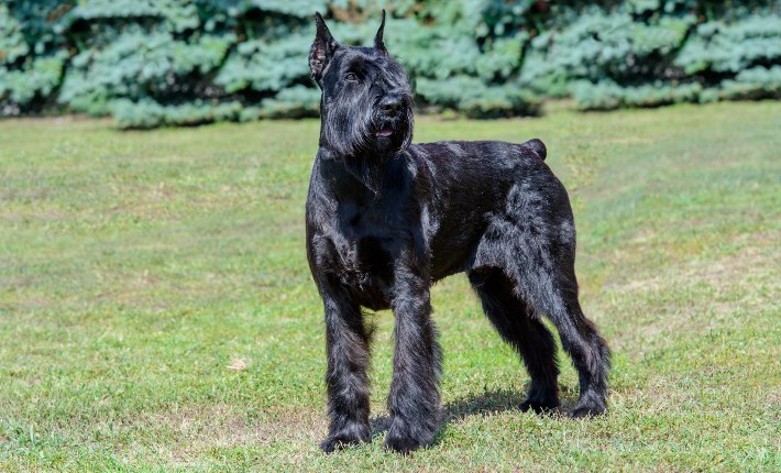 giant schnauzer dog in grass