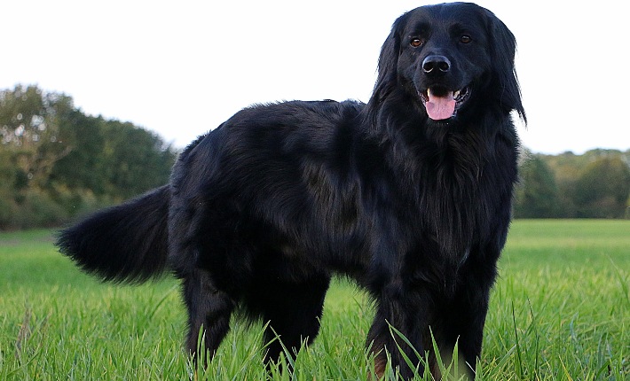 large black dog in field