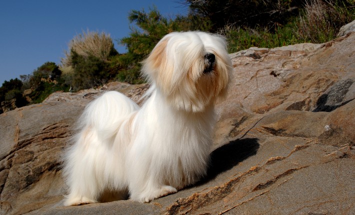 small dog on rocks