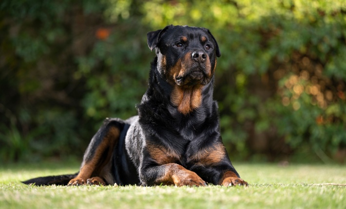 rottweiler dog sitting in grass