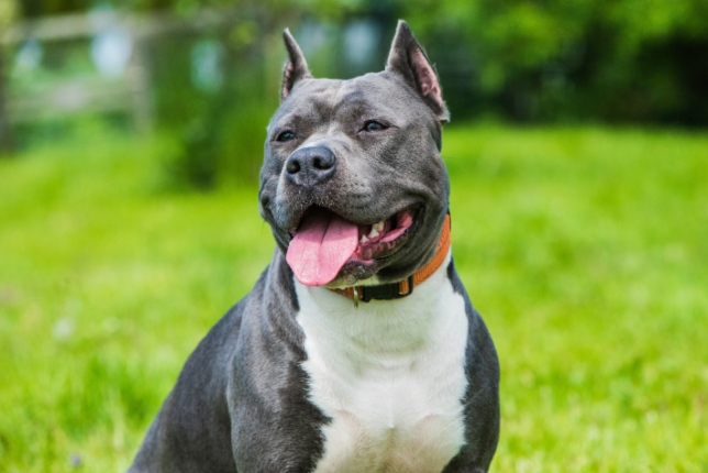 staffy dog in field