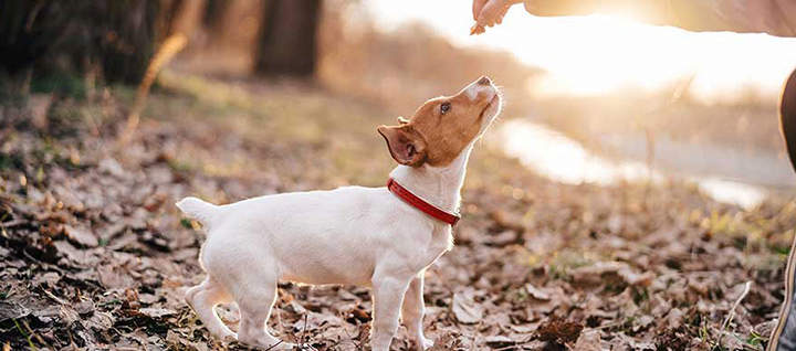 A puppy looking up at the treat their owner is giving them.