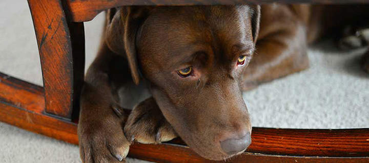 Calming your hotsell dog during thunderstorm