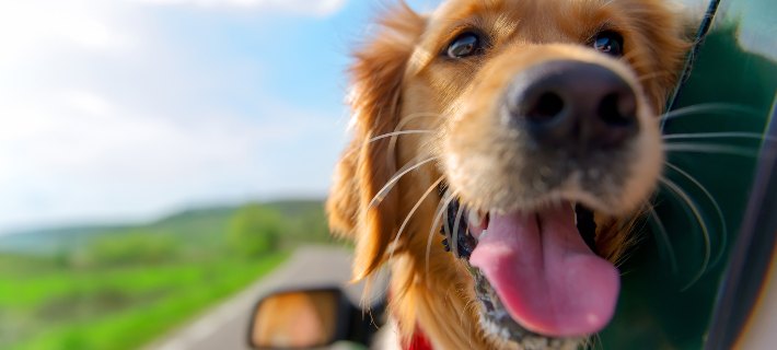 golden retriever looking out car window