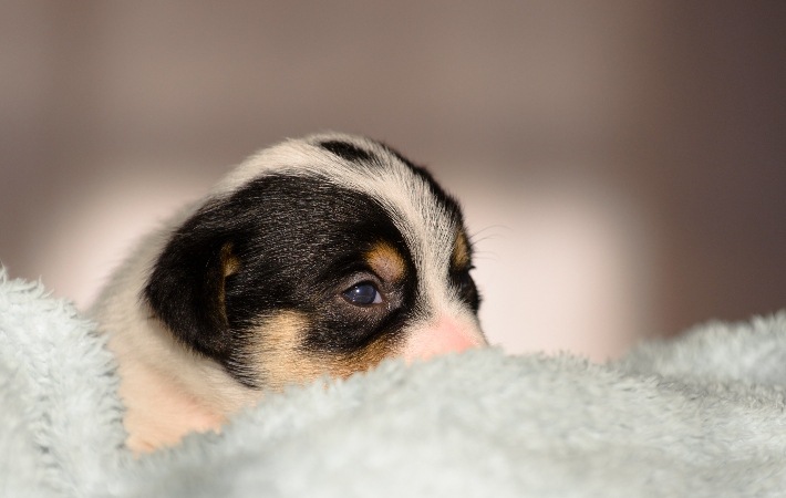 jack russell terrier puppy