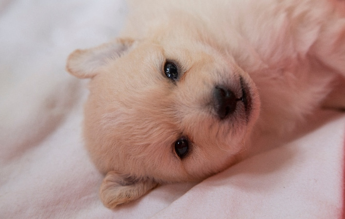 puppy lying down