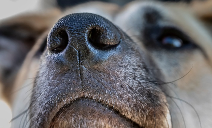 close-up of dog nose