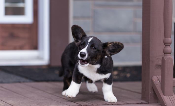 dog barking on porch