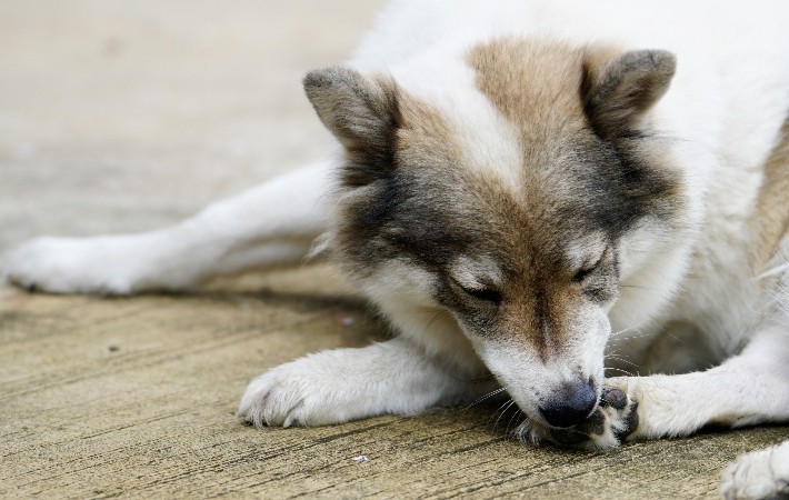 dog chewing paw