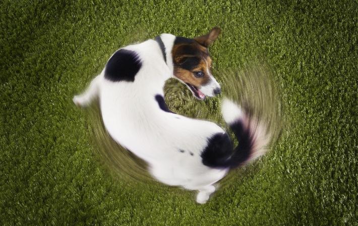 puppy chasing tail