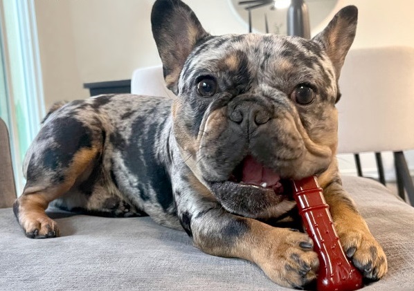 french bulldog chewing on basted blast dog chew toy