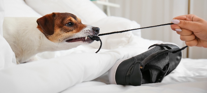 Dog keeps chewing through collar hotsell