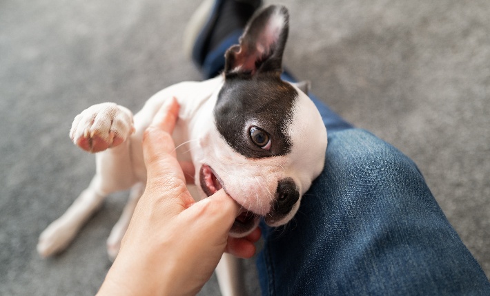 puppy chewing on a person's thumb