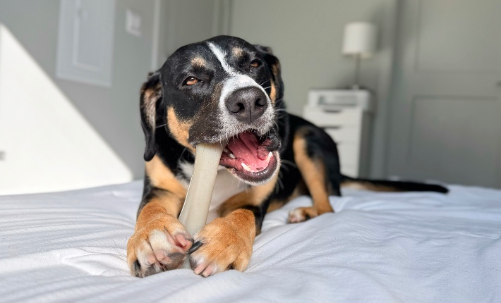 Dog on a bed chewing a Nylabone chew toy