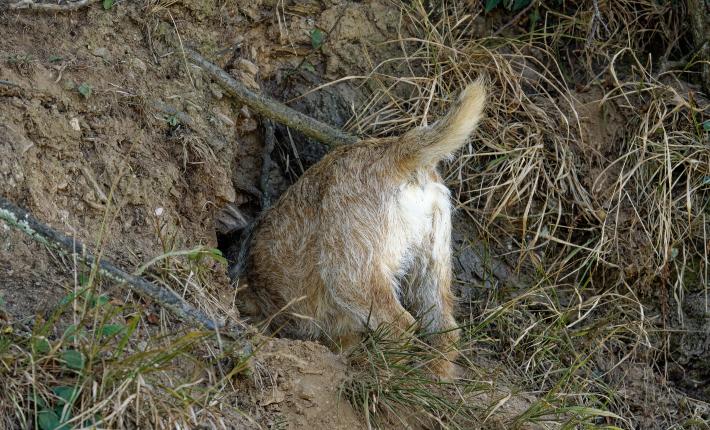 Terrier dog digging in a burrow to hunt