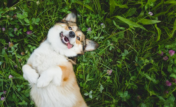 dog rolling in grass with tongue out