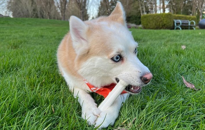 dog chewing nylabone power chew toy