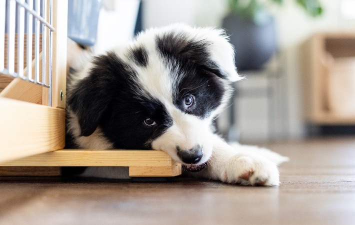 border collie puppy chewing wooden furniture