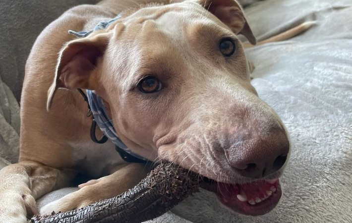 dog chewing nylabone strong chew stick