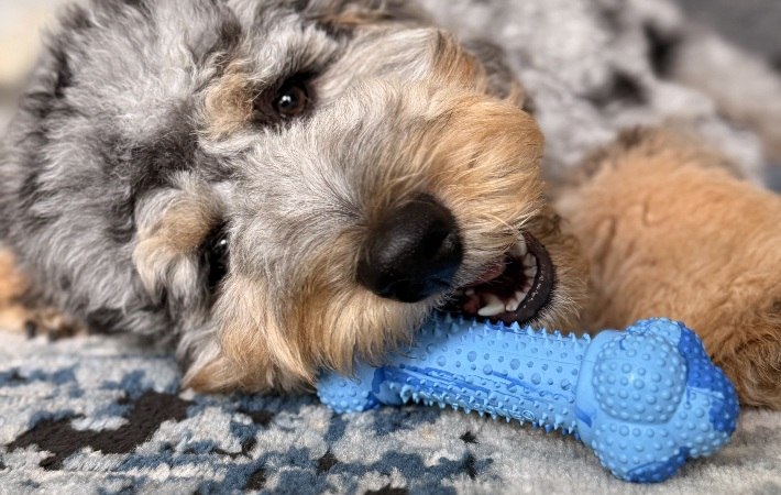 dog chewing on blue rubber nylabone chew toy