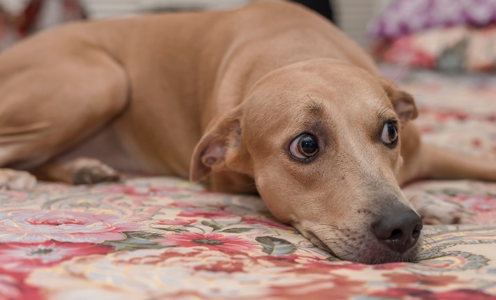 scared brown dog with whale eyes