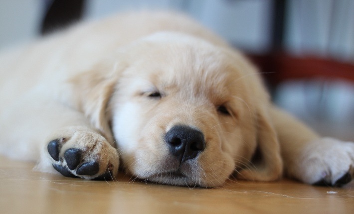 golden retriever puppy sleeping on floor