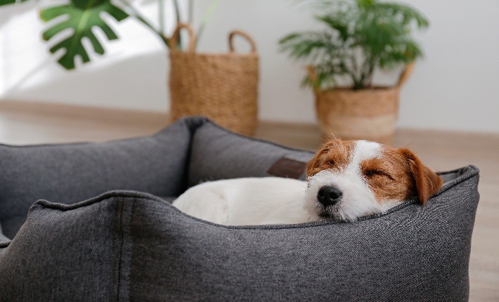 jack russell terrier puppy sleeping in dog bed