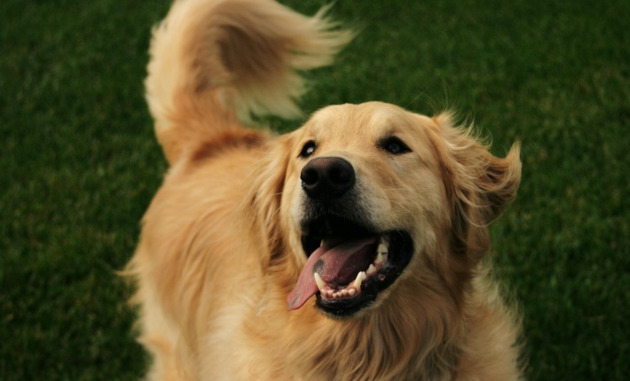 happy golden retriever dog wagging its tail