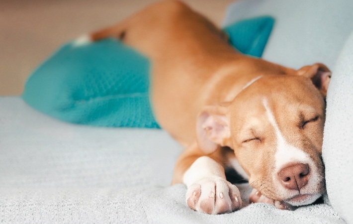 puppy sleeping on sofa