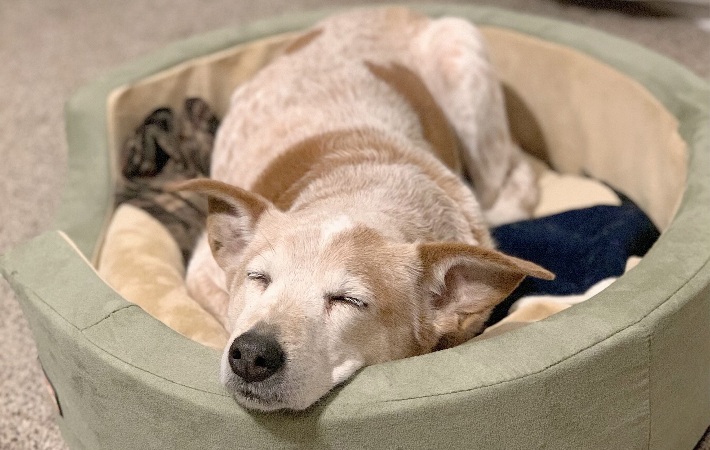 dog-in-bed