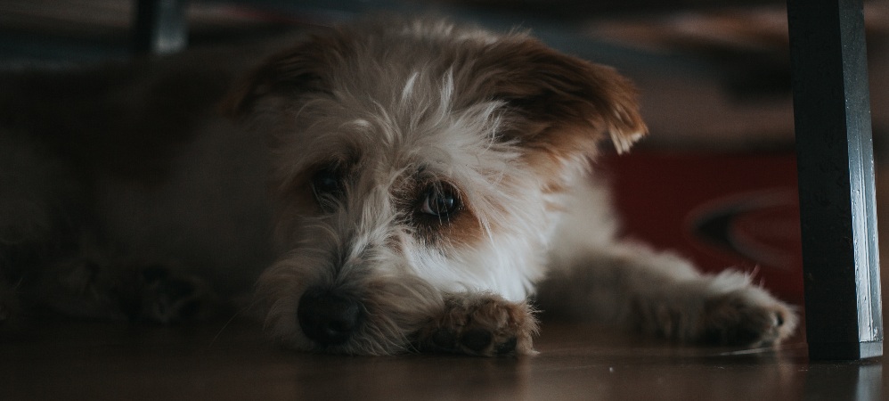 dog sleeping under bed in dark room