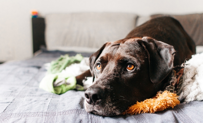 dog laying on bed staring up past the camera