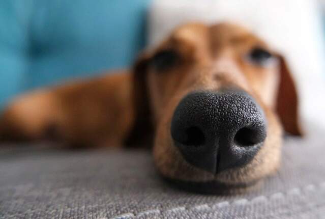  close-up of a dog's nose